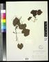 Specimen: [Herbarium Sheet: Vitis rotundifolia #273]