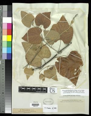 Primary view of object titled '[Herbarium Sheet: Vitis blancoii Munson #276]'.