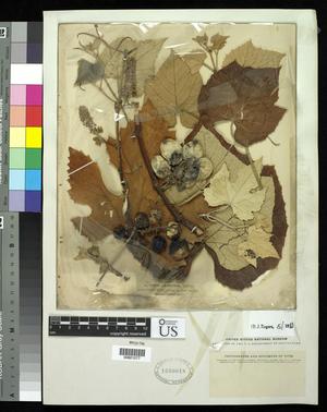 Primary view of object titled '[Herbarium Sheet: Vitis labrusca Linnaeus #277]'.