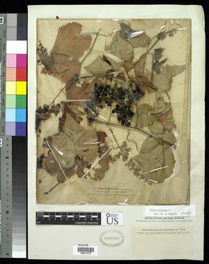 [Herbarium Sheet: Vitis vulpina L. #278]