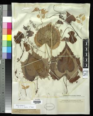 Primary view of object titled '[Herbarium Sheet: Vitis vulpina L. #279]'.
