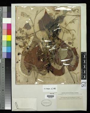 [Herbarium Sheet: Vitis cinerea Engelmann #281]