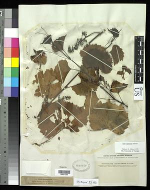 [Herbarium Sheet: Vitis rupestris Scheele #285]