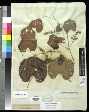 [Herbarium Sheet: Vitis californica Bentham #286]