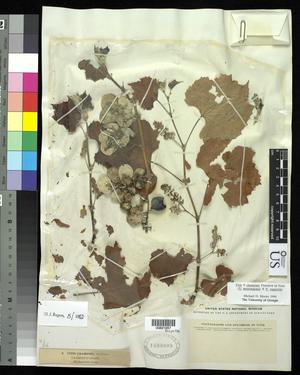 [Herbarium Sheet: Vitis X champinii Planchon #287]