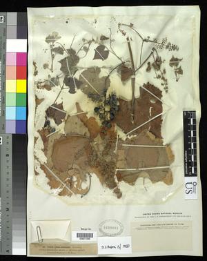 [Herbarium Sheet: Vitis berlandieri Planchon #288]