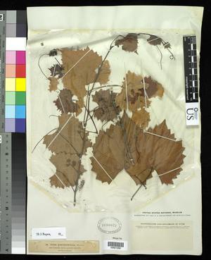 Primary view of object titled '[Herbarium Sheet: Vitis rotundifolia Michaux #290]'.