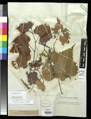 [Herbarium Sheet: Vitis riparia Michaux #292]