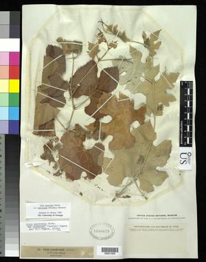 Primary view of object titled '[Herbarium Sheet: Vitis aestivalils Michx. var. lincecumii (Buckley) Munson #293]'.