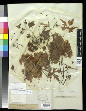 [Herbarium Sheet: Vitis palmata Vahl #294]