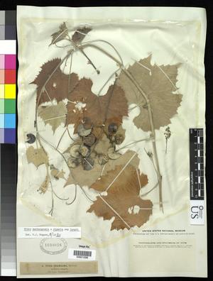 Primary view of object titled '[Herbarium Sheet: Vitis doaniana Munson #298]'.