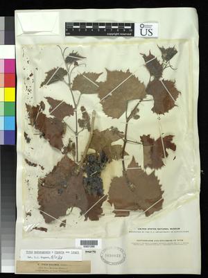 Primary view of object titled '[Herbarium Sheet: Vitis solonis Souays #299]'.