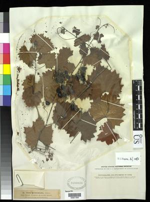 [Herbarium Sheet: Vitis munsoniana Simpson #300]