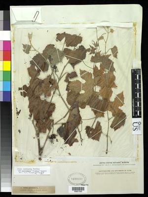 [Herbarium Sheet: Vitis arizonica Engelm #302]