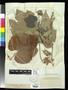 Primary view of [Herbarium Sheet: Vitis lincecumii var. glauca Munson #303]