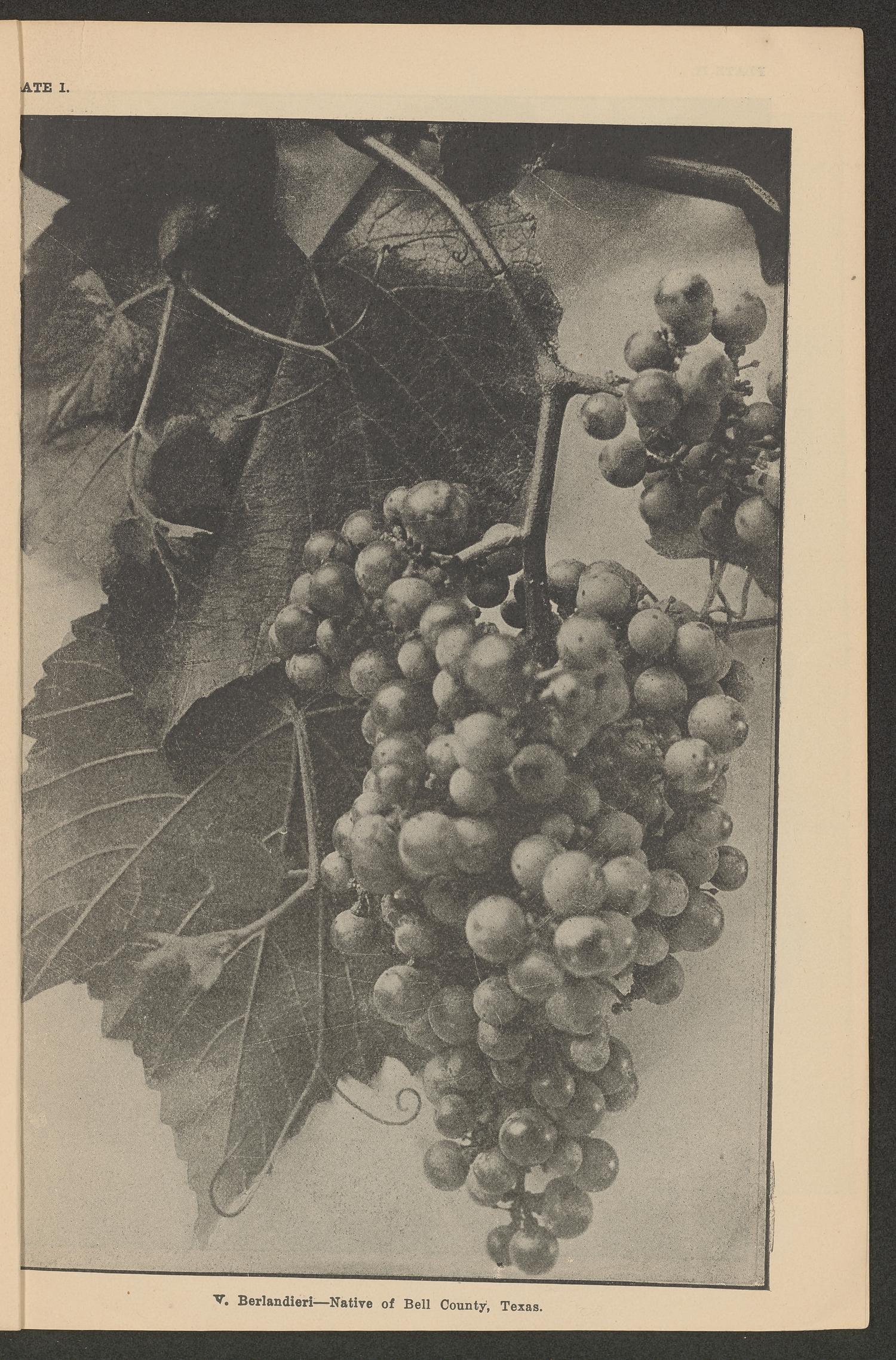 Length of Life of Vines of Various Species and Varieties of Grapes; Profitableness; And by What Diseases Seriously Affected.
                                                
                                                    Plate 01
                                                