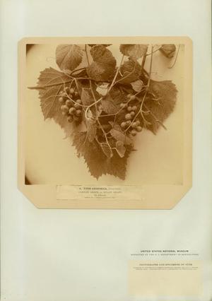 Primary view of object titled 'Plate 5. Vitis Arizonica, Engelmann.'.