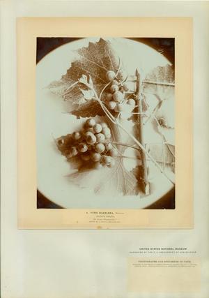 Plate 4. Vitis doaniana Munson