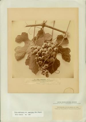 Plate 15. Vitis simpsonii Munson