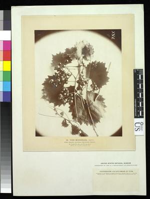 Primary view of object titled 'Plate 25. Vitis munsoniana Simpson'.