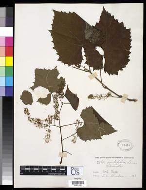 Primary view of object titled '[Herbarium Sheet: Vitis cordifolia Lam. #236]'.