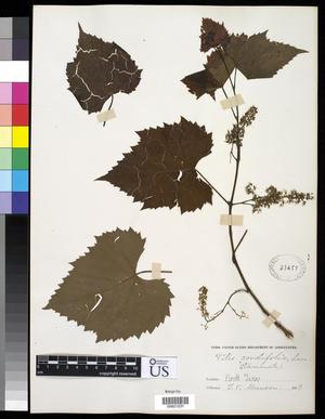 [Herbarium Sheet: Vitis cordifolia Lam. #237]