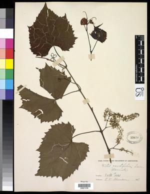 [Herbarium Sheet: Vitis cordifolia Lam. #238]