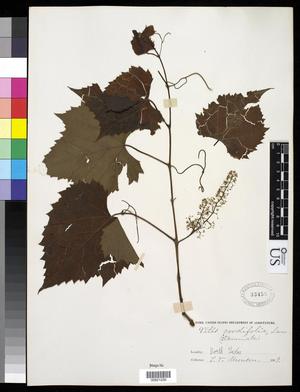 [Herbarium Sheet: Vitis cordifolia Lam. #235]
