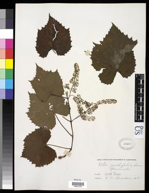Primary view of object titled '[Herbarium Sheet: Vitis cordifolia Lam. #234]'.