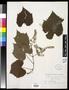 Thumbnail image of item number 1 in: '[Herbarium Sheet: Vitis cordifolia Lam. #234]'.