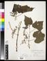 Thumbnail image of item number 1 in: '[Herbarium Sheet: Vitis cordifolia Lam. #233]'.