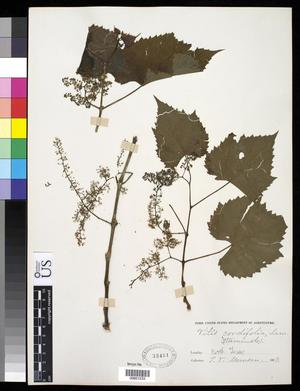 [Herbarium Sheet: Vitis cordifolia Lam. #233]