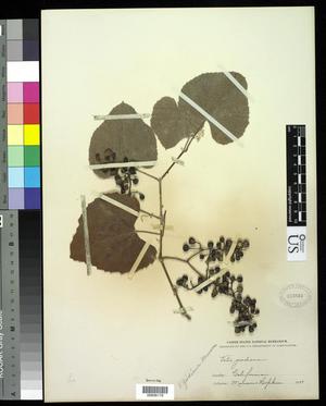 Primary view of object titled '[Herbarium Sheet: Vitis girdiana Munson #179]'.