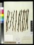 Thumbnail image of item number 1 in: '[Herbarium Sheet: Mature Grape Wood for Ten Varieties]'.