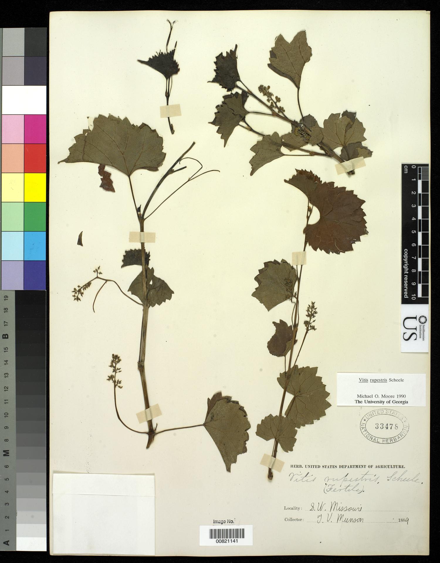 [Herbarium Sheet: Vitis rupestris Scheele #141]
                                                
                                                    [Sequence #]: 1 of 1
                                                
