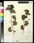 Primary view of [Herbarium Sheet: Vitis rupestris Scheele #142]