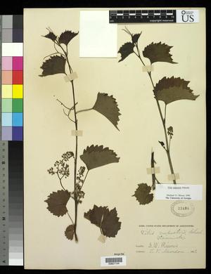 [Herbarium Sheet: Vitis rupestris Scheele, #144]