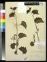 Primary view of [Herbarium Sheet: Vitis rupestris Scheele, #144]