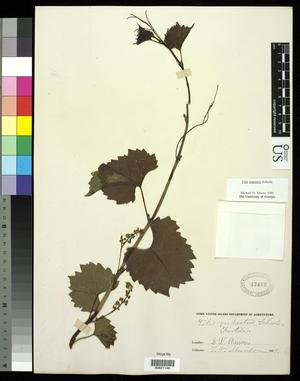 Primary view of object titled '[Herbarium Sheet: Vitis rupestris Scheele #146]'.