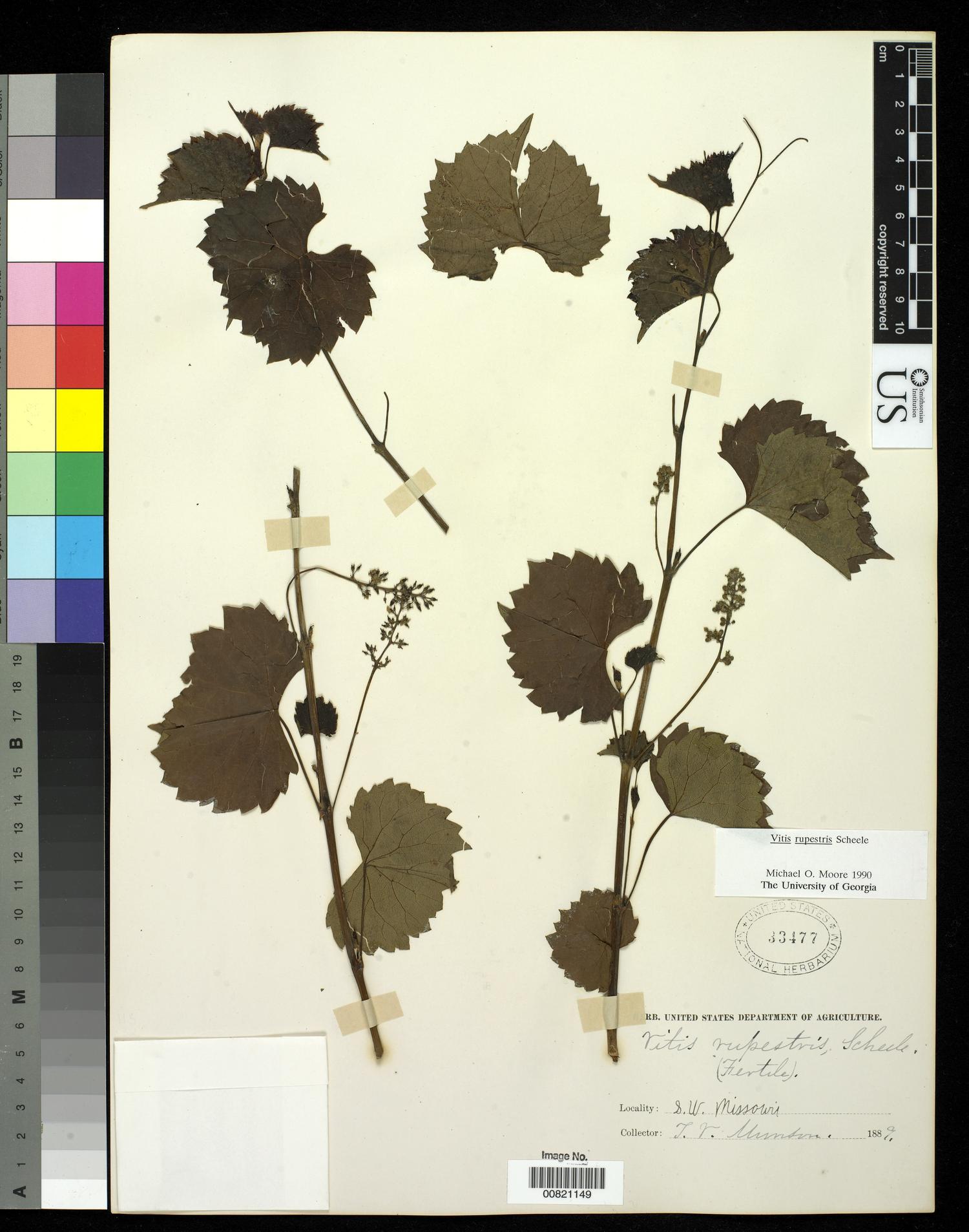 [Herbarium Sheet: Vitis rupestris Scheele #149]
                                                
                                                    [Sequence #]: 1 of 1
                                                