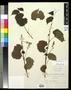 Thumbnail image of item number 1 in: '[Herbarium Sheet: Vitis rupestris Scheele #149]'.