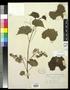 Thumbnail image of item number 1 in: '[Herbarium Sheet: Vitis rupestris Scheele #153]'.