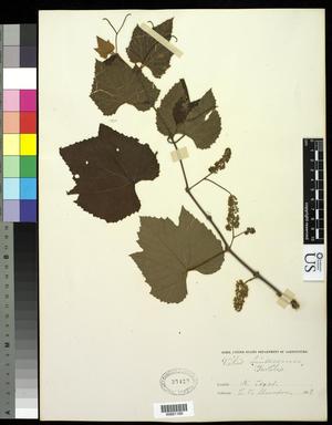 [Herbarium Sheet: Vitis linsecomii #160]