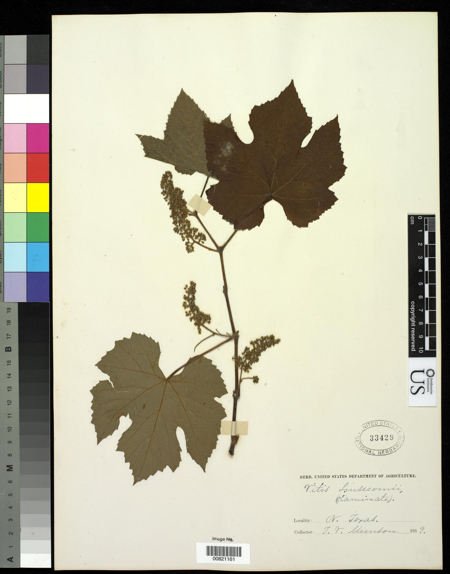 [Herbarium Sheet: Vitis linsecomii #161]
                                                
                                                    [Sequence #]: 1 of 1
                                                