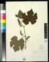 Specimen: [Herbarium Sheet: Vitis linsecomii #161]