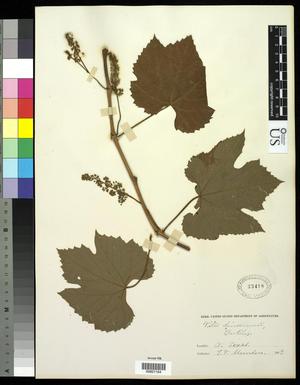 Primary view of object titled '[Herbarium Sheet: Vitis linsecomii, #164]'.