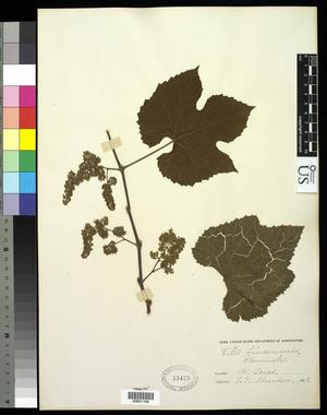 Primary view of object titled '[Herbarium Sheet: Vitis linsecomii #166]'.