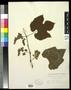 Thumbnail image of item number 1 in: '[Herbarium Sheet: Vitis linsecomii #166]'.