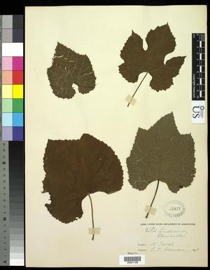 [Herbarium Sheet: Vitis linsecomii #168]