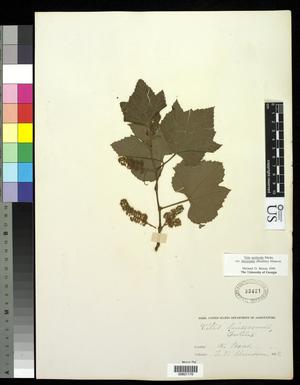 [Herbarium Sheet: Vitis aetivalis Michx. var. lincecumii (Buckley) Munson #170]